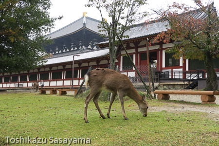 なら公園